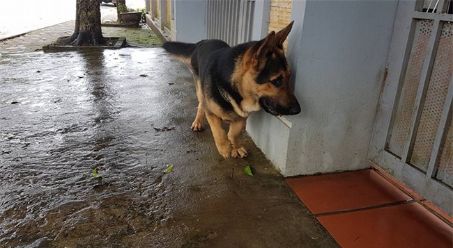 Lai nhầm giống, chú cho becgie chân ngắn cũn cỡn, gây mê cả mạng xã hội - Ảnh 2.