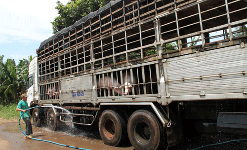 cuc truong chan nuoi im lang truoc con bien dong chong mat gia lon hinh anh 2