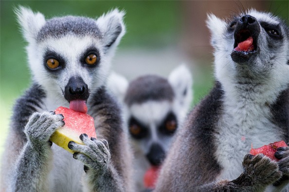 Nguoi Trung Quoc lao dao duoi cai nong gan 50 do C hinh anh 7