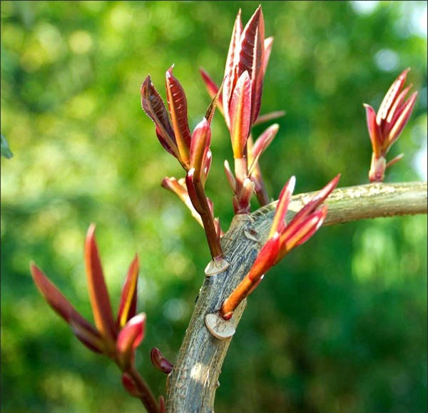 thay nhung diem lanh nay, chac chan gia dinh ban sap nhan tai loc, don chuyen vui - 4