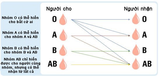 Tai sao AB la nhom mau hiem nhat the gioi? hinh anh 2