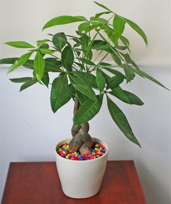 muon tai loc vao nha nhu "lu", trong ngay nhung loai cay phat loc vua dep vua sang nay - 1