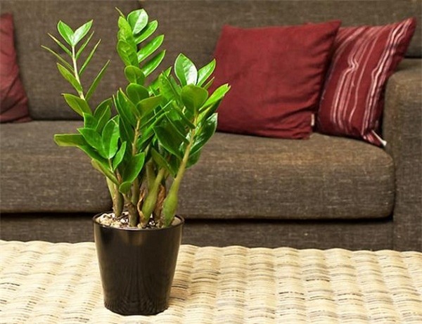 muon tai loc vao nha nhu "lu", trong ngay nhung loai cay phat loc vua dep vua sang nay - 2