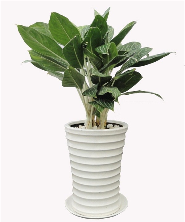 muon tai loc vao nha nhu "lu", trong ngay nhung loai cay phat loc vua dep vua sang nay - 3