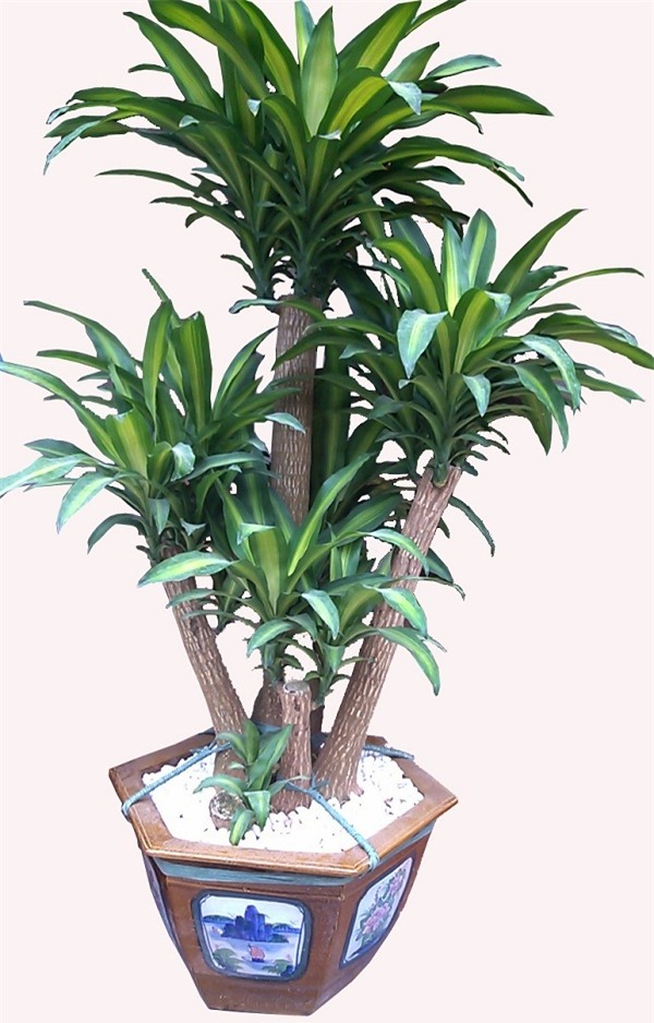 muon tai loc vao nha nhu "lu", trong ngay nhung loai cay phat loc vua dep vua sang nay - 4