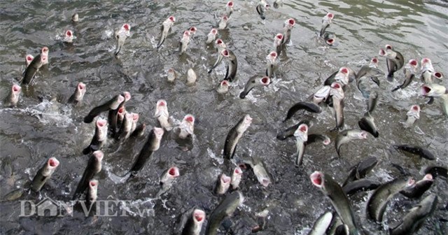 cá khủng, cá lóc bay, du lịch, du khách