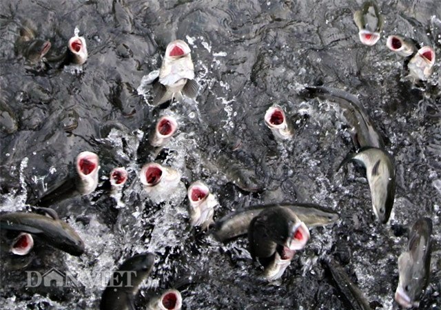 cá khủng, cá lóc bay, du lịch, du khách