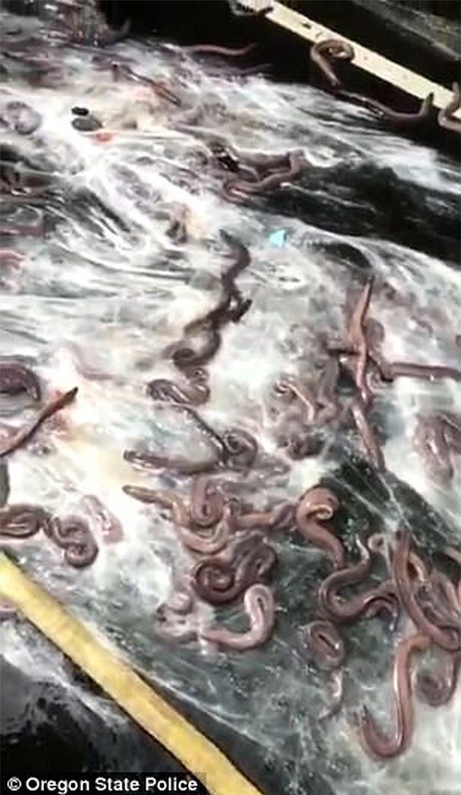 Cuộc đổ bộ của bầy lươn: Hơn 3,4 tấn lươn đổ ra đường tạo n&#234;n cảnh tượng kinh ho&#224;ng - Ảnh 4.