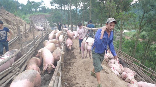 Giá thịt lợn, giải cứu thịt lợn, xuất khẩu thịt lợn, xuất khẩu thịt lợn sang Trung Quốc