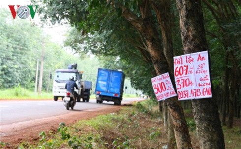 đất nền, sốt đất Tp.HCM, giá đất tăng, giá đất TP.HCM, sốt đất, sân bay Long Thành