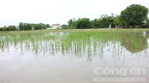 Nỗi đau của người mẹ mất cả hai con ở Long An - Ảnh 1.