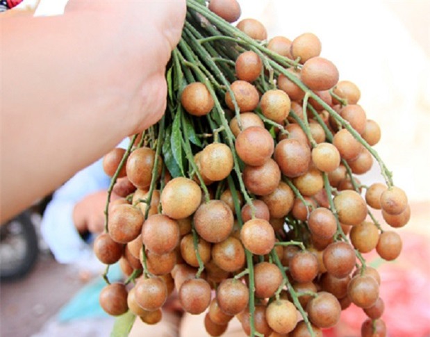 Vỏ quất hồng bì rất tốt cho sức khỏe