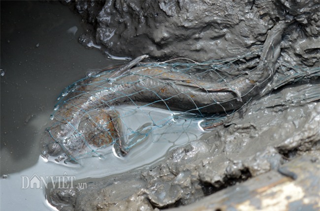 cá khủng, cá lạ, ngư dân