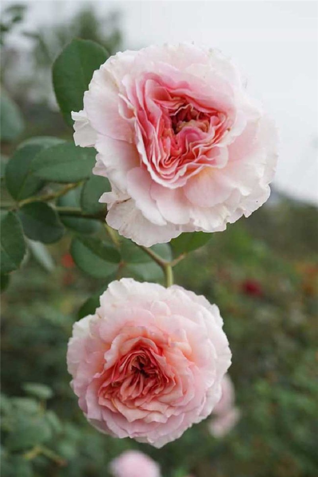 hoa hồng, vườn hồng, vườn hồng Hà Nội