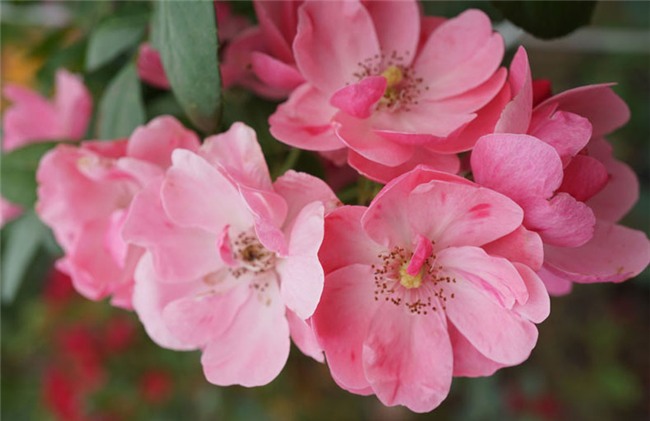 hoa hồng, vườn hồng, vườn hồng Hà Nội