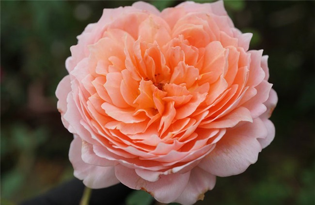 hoa hồng, vườn hồng, vườn hồng Hà Nội