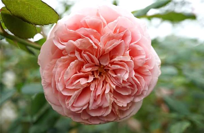 hoa hồng, vườn hồng, vườn hồng Hà Nội