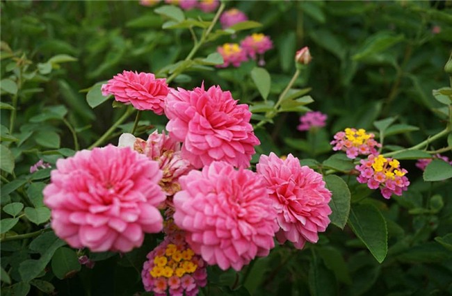 hoa hồng, vườn hồng, vườn hồng Hà Nội