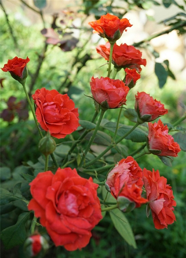 hoa hồng, vườn hồng, vườn hồng Hà Nội