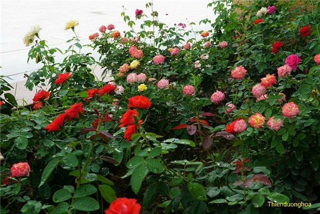 hoa hồng, vườn hồng, vườn hồng Hà Nội