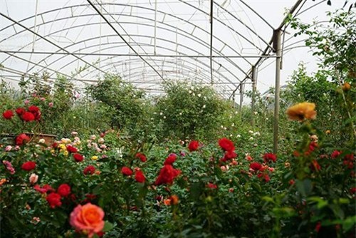 hoa hồng, vườn hồng, vườn hồng Hà Nội