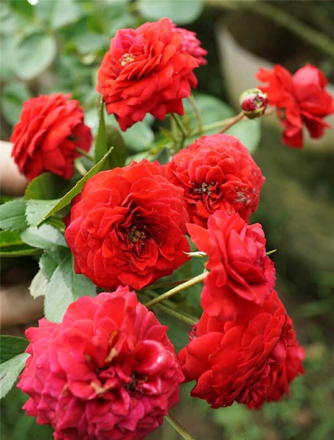 hoa hồng, vườn hồng, vườn hồng Hà Nội