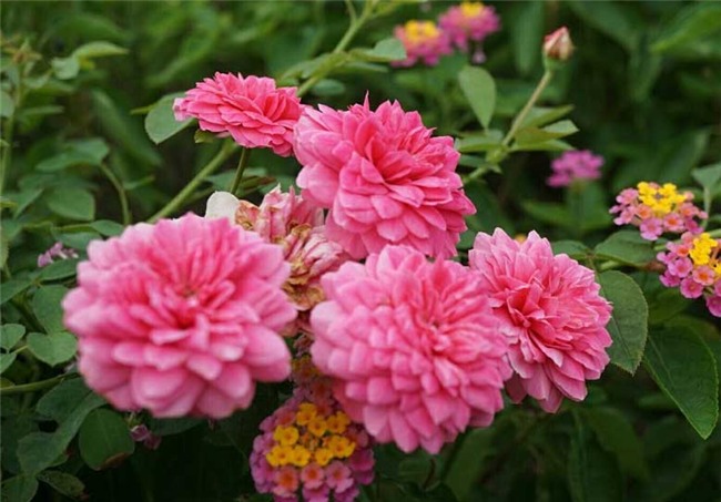 hoa hồng, vườn hồng, vườn hồng Hà Nội