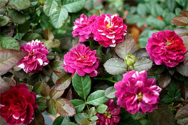 hoa hồng, vườn hồng, vườn hồng Hà Nội