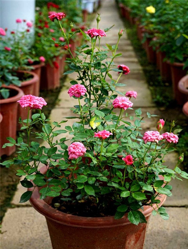 hoa hồng, vườn hồng, vườn hồng Hà Nội