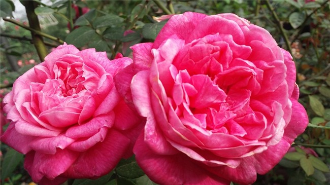 hoa hồng, vườn hồng, vườn hồng Hà Nội