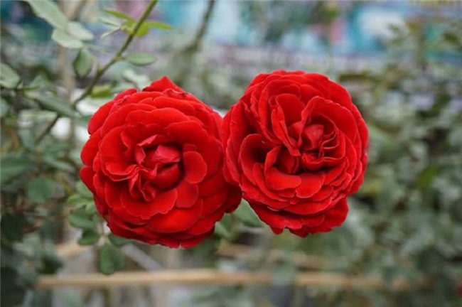 hoa hồng, vườn hồng, vườn hồng Hà Nội