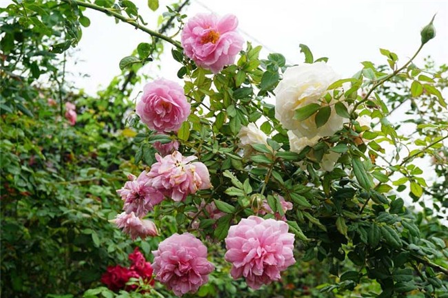 hoa hồng, vườn hồng, vườn hồng Hà Nội