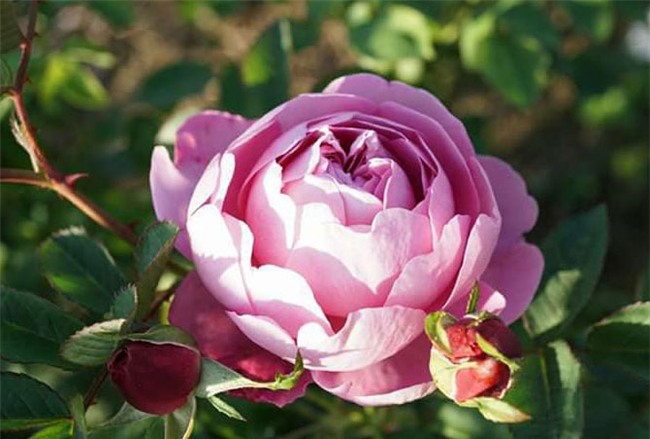 hoa hồng, vườn hồng, vườn hồng Hà Nội