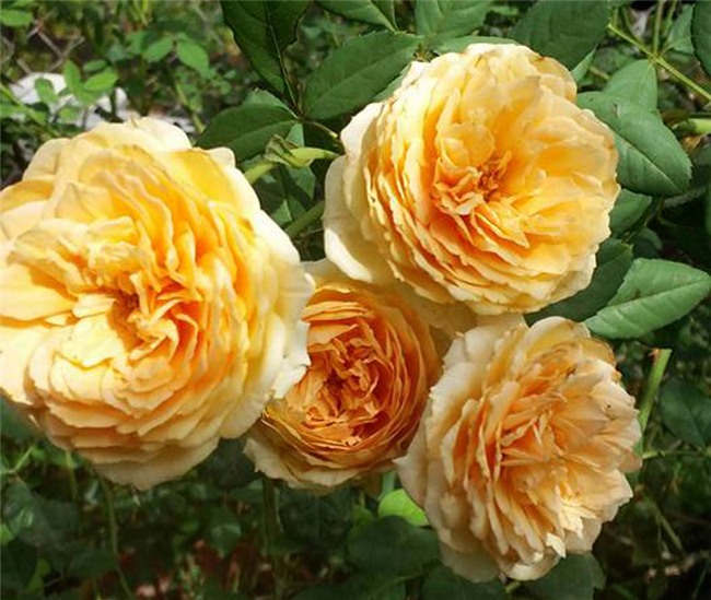 hoa hồng, vườn hồng, vườn hồng Hà Nội