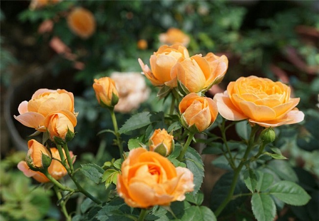 hoa hồng, vườn hồng, vườn hồng Hà Nội