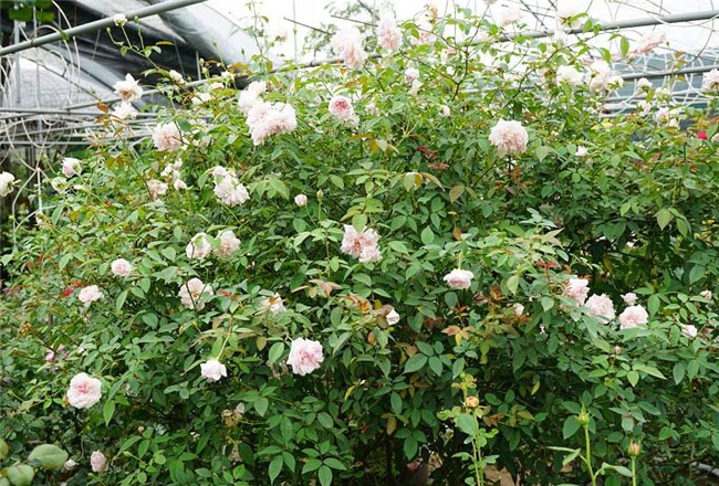 hoa hồng, vườn hồng, vườn hồng Hà Nội