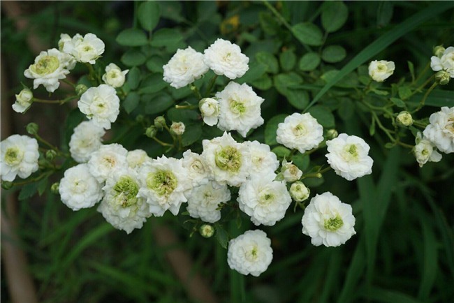 hoa hồng, vườn hồng, vườn hồng Hà Nội