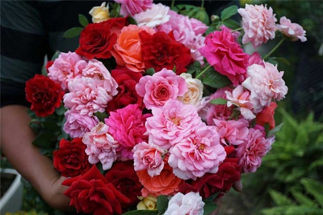 hoa hồng, vườn hồng, vườn hồng Hà Nội