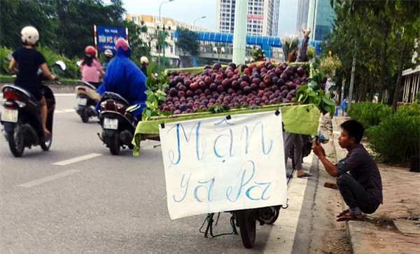 Mận khủng to như nắm tay nguồn gốc Trung Quốc đội lốt mận Sapa bán tràn lan trên đường phố Hà Nội - Ảnh 1.