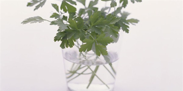 nhung cach bao quan rau qua tuyet dinh ma ba noi tro nao cung nen biet - 8