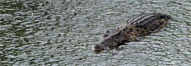 Cậu bé tự hào khoe cánh tay bị mẹ ruột cào cấu chi chít sẹo rồi kể câu chuyện khiến ai cũng cảm động - Ảnh 2.