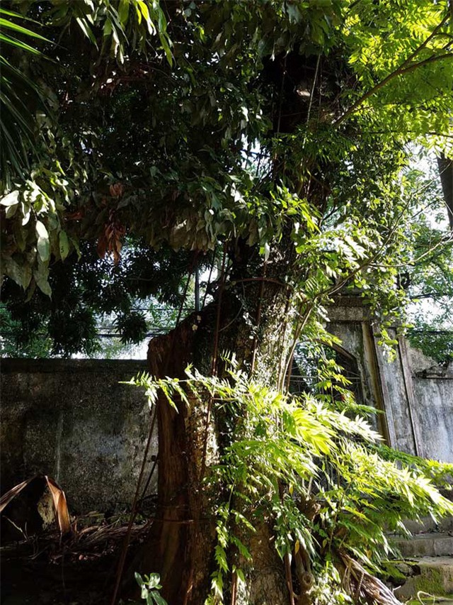 Cây sưa 130 tuổi ở chùa làng Phụ Chính, xã Hòa Chính, huyện Chương Mỹ từng được định giá lên tới 100 tỷ.