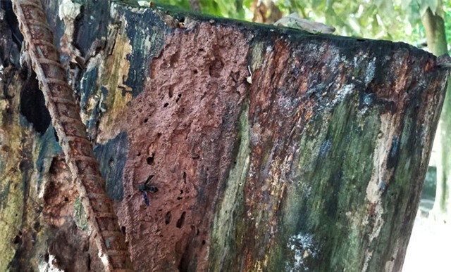 Phần còn lại của cây sưa đang khô dần, mục ruỗng.