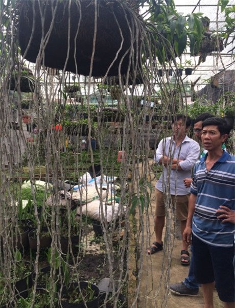 vườn lan, hoa lan, lan quý, lan rừng