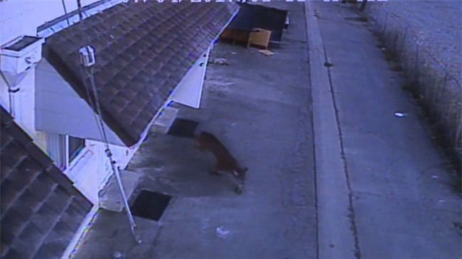 Sư tử đột nhiên bay qua cửa sổ, văng trúng đầu người phụ nữ đang ngủ trên giường - Ảnh 2.