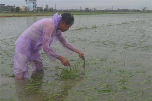 thiet hai sau bao so 2: da co 3 nguoi chet, 1.600ha hoa mau ngap hinh anh 1