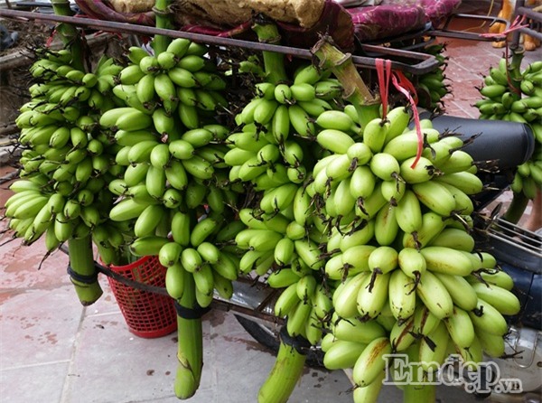 Chị em lùng mua cả buồng chuối ngự Đại Hoàng giá nửa triệu thắp hương đầu tháng lấy may