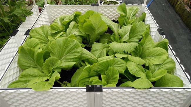 me viet xu dai don noi nho nha vao viec trong vuon rau 