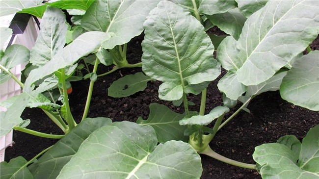 me viet xu dai don noi nho nha vao viec trong vuon rau 