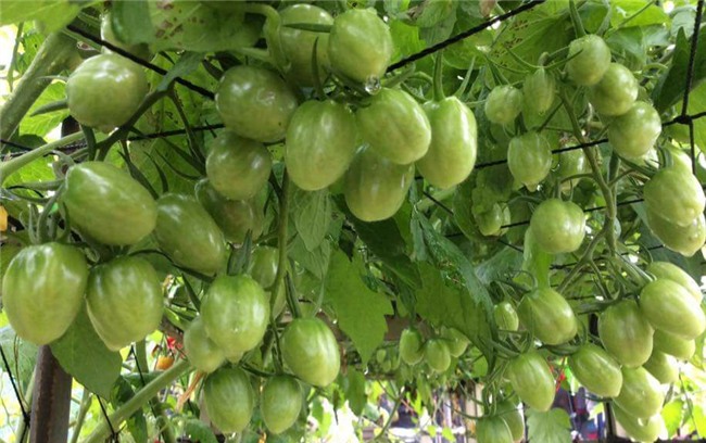 me viet xu dai don noi nho nha vao viec trong vuon rau 